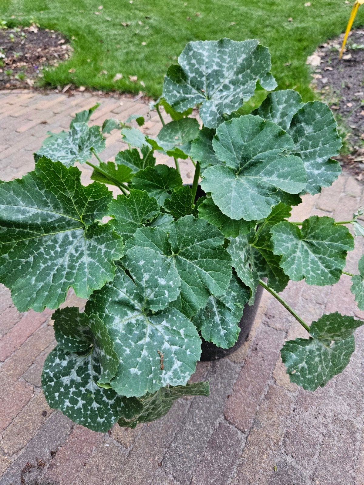Courgette planten, Tuin en Terras, Ophalen of Verzenden, Eenjarig, Groenteplanten, Volle zon