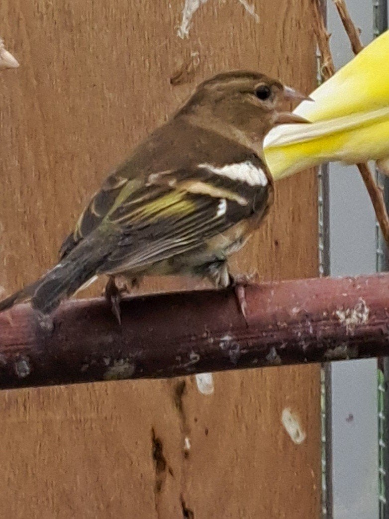 div. europese vogels en bastaarden, Meerdere dieren, Wildzangvogel, Geringd