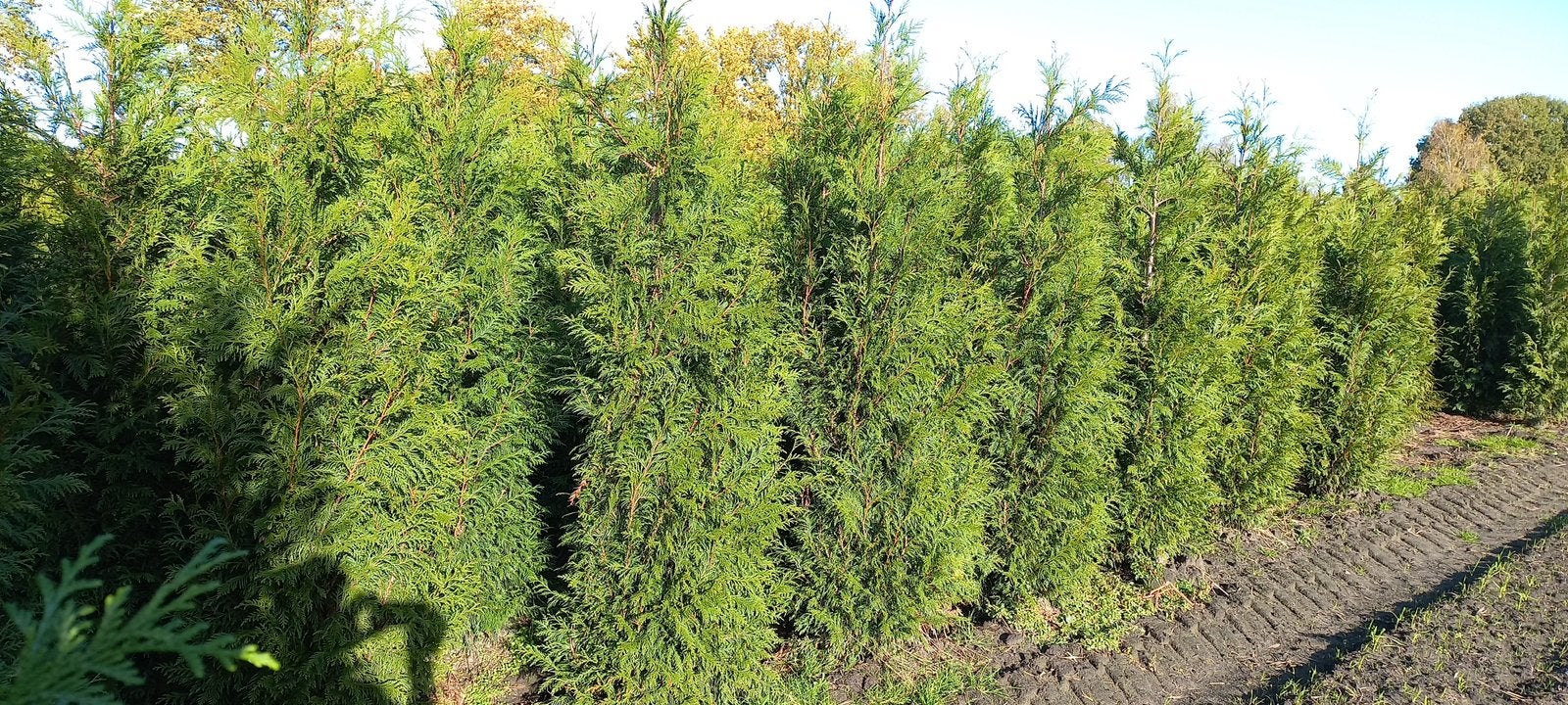 Mooie volle thuja plicata Martin 100 cm tot 225 cm, Ophalen, Conifeer, 100 tot 250 cm