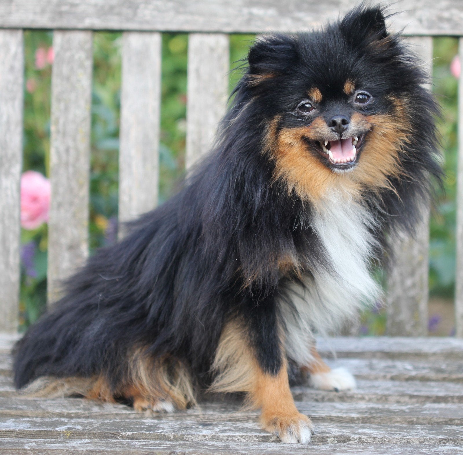 Prachtige & ontzettend liefdevolle Pomeriaan te herplaatsen, Dieren en Toebehoren, Particulier, Overige rassen, Teef, Eén hond