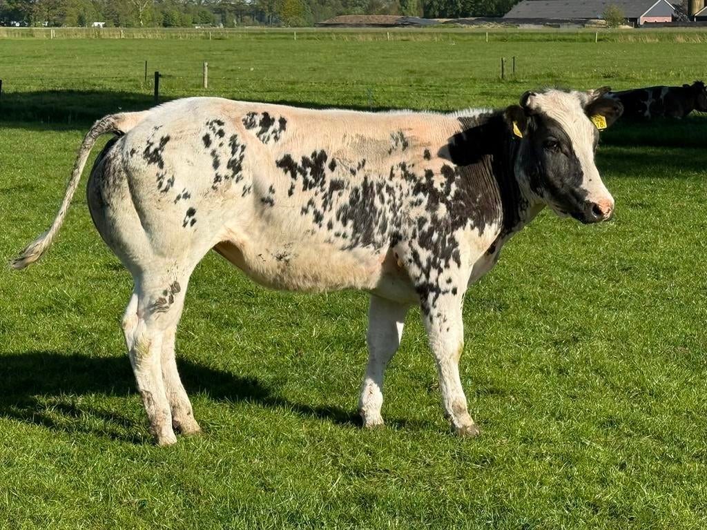 Luxe dikbil pink te koop, Dieren en Toebehoren, Runderen, Vrouwelijk