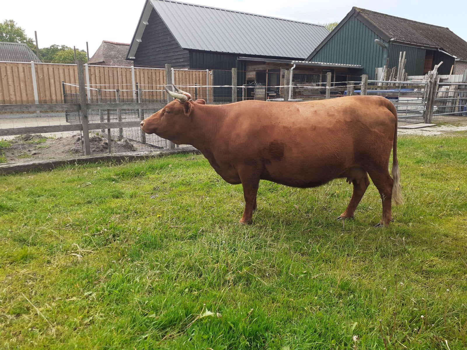 Runderen Dexster zoogstel, Dieren en Toebehoren, Runderen, Mannelijk