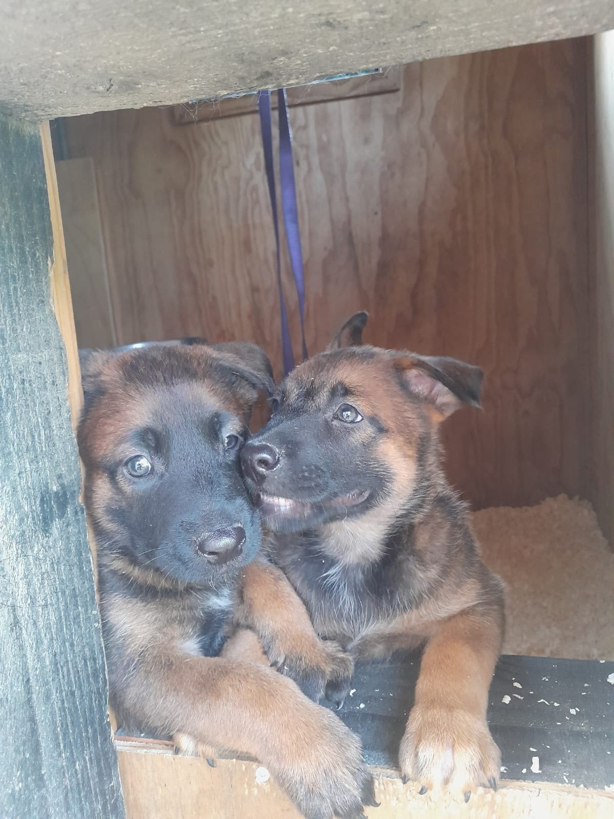 Mooie Mechelse herder pup te koop., Dieren en Toebehoren, Honden | Herdershonden en Veedrijvers, Reu, 8 tot 15 weken, Eén hond