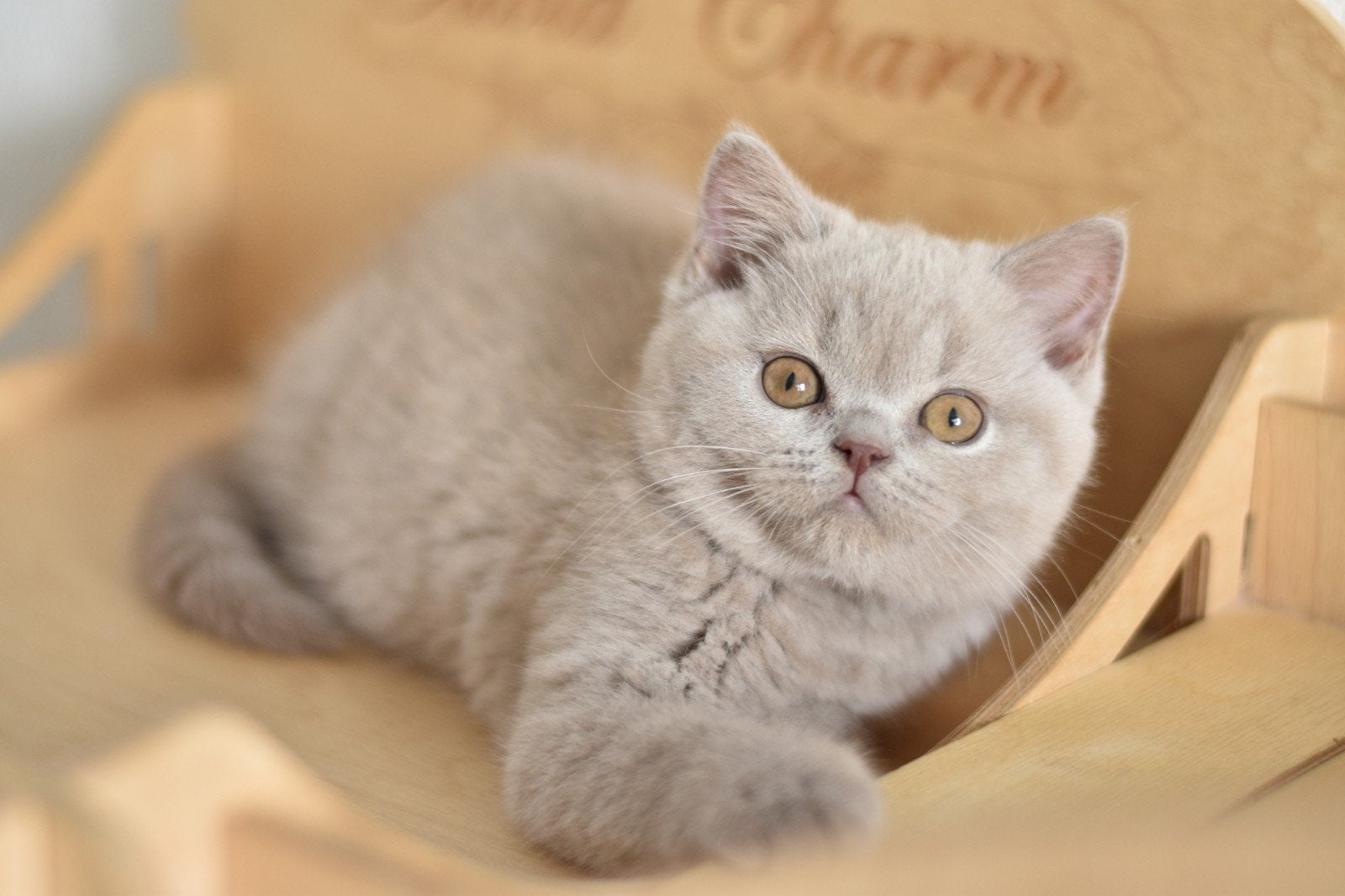 Britse Korthaar Lilac Kater – Max King, Kater, Met stamboom, 0 tot 2 jaar