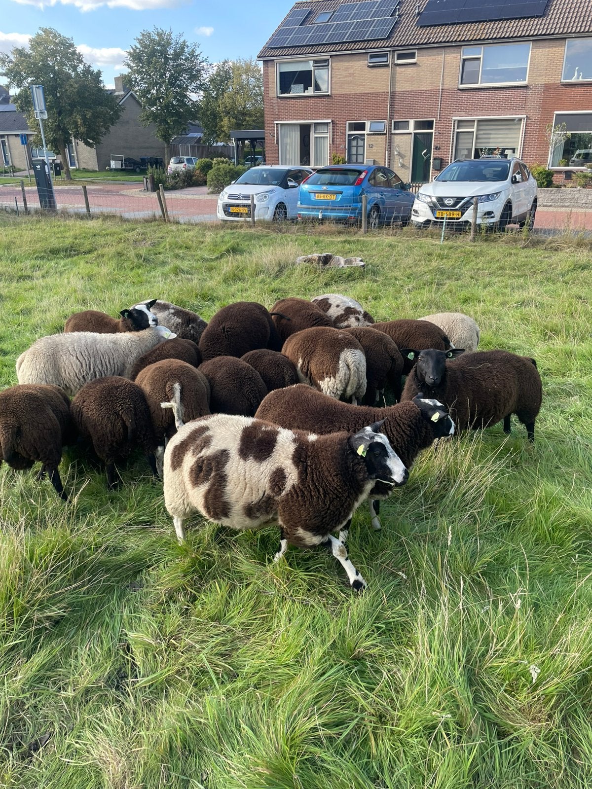 Bonte dekrammen, Dieren en Toebehoren, Mannelijk, Schaap