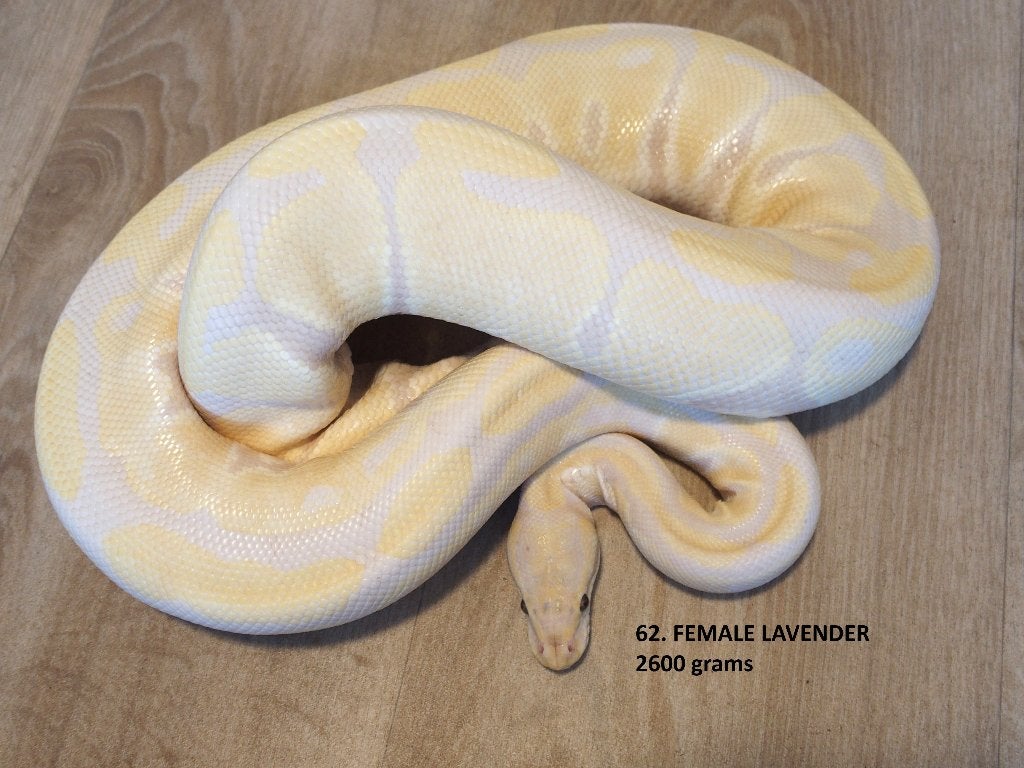 Koningspythons halfwas en volwassen kweekdieren deel 3 Ball Python photo 14