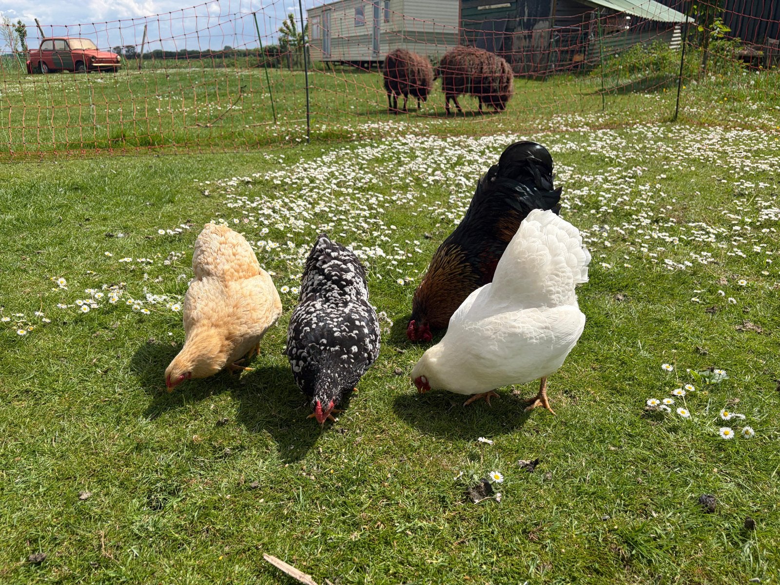 3 wyandotte hennen 1 haan, Meerdere dieren, Kip