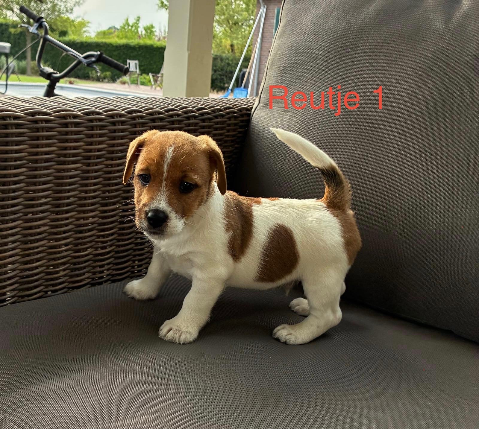 Prachtige brokencoat Jack Russell pups, Dieren en Toebehoren, Honden | Jack Russells en Terriërs, Parvo, Jack Russell Terriër