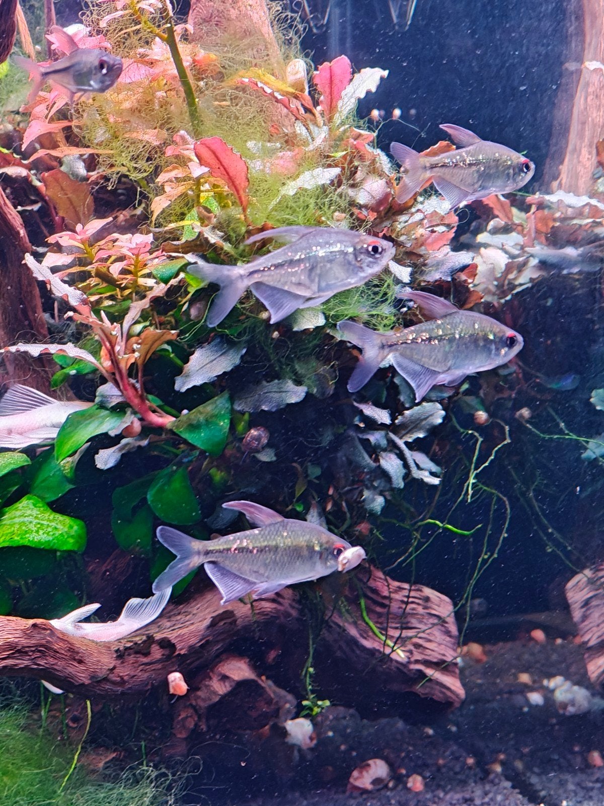 15 x Diamantzalm - Moenkhausia pittieri, Vis, Zoetwatervis, Schoolvis