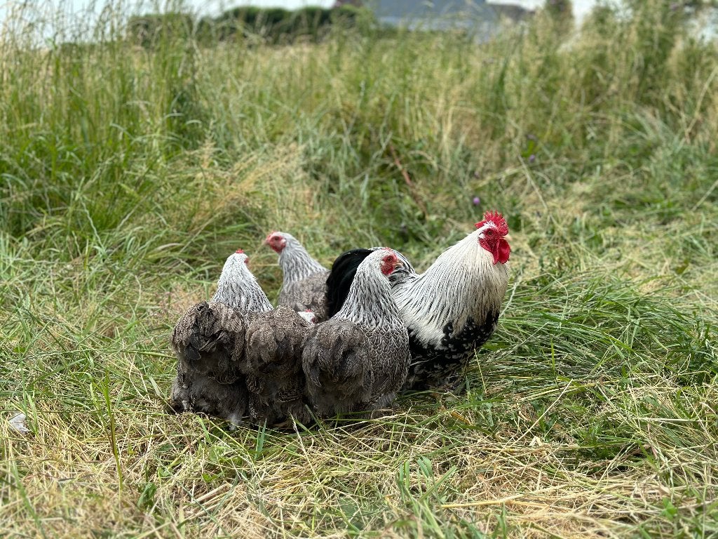Jonge tamme Cochin kriel Zilver patrijs gesekst en ingeënt, Vrouwelijk, Kip