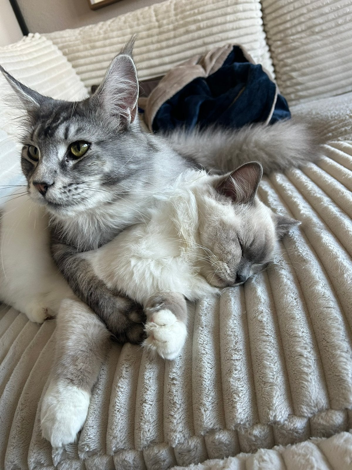 Ragdoll & Maine Coon Kater, Meerdere dieren, Ontwormd