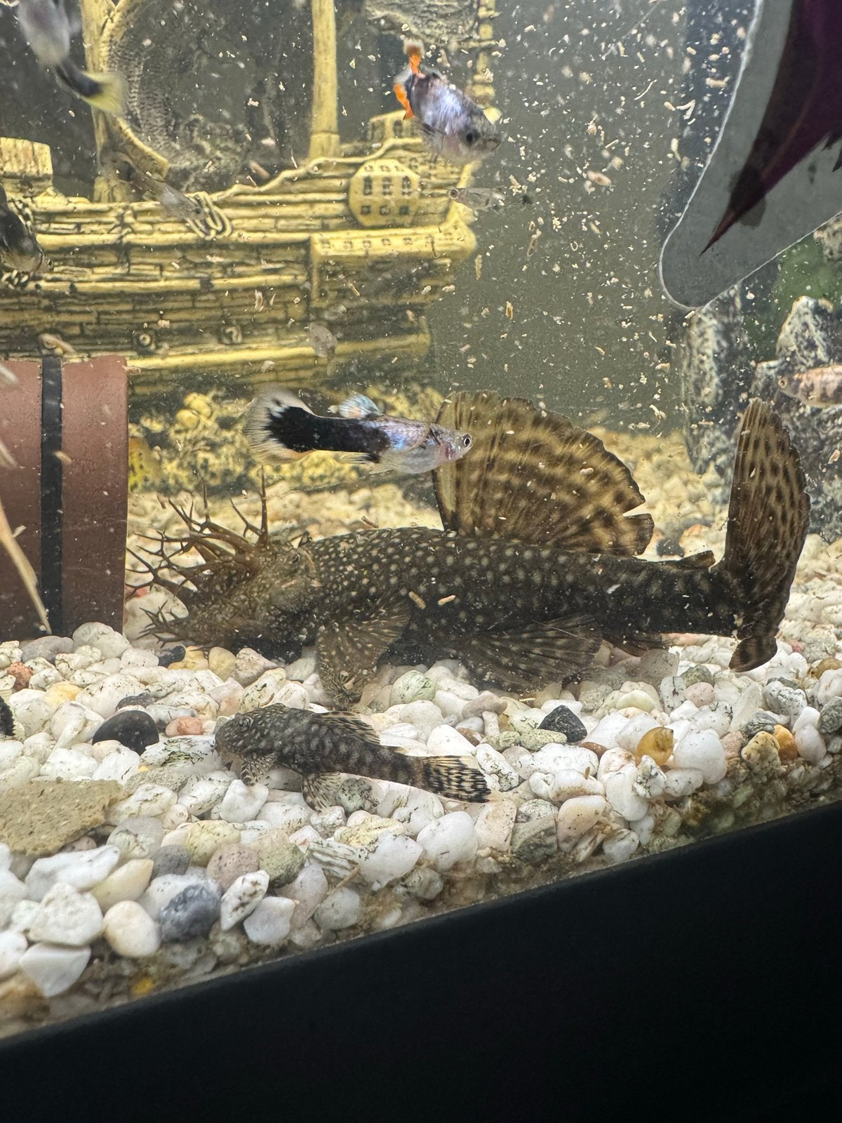 Prachtige algeneters, Dieren en Toebehoren, Vissen | Aquariumvissen, Vis