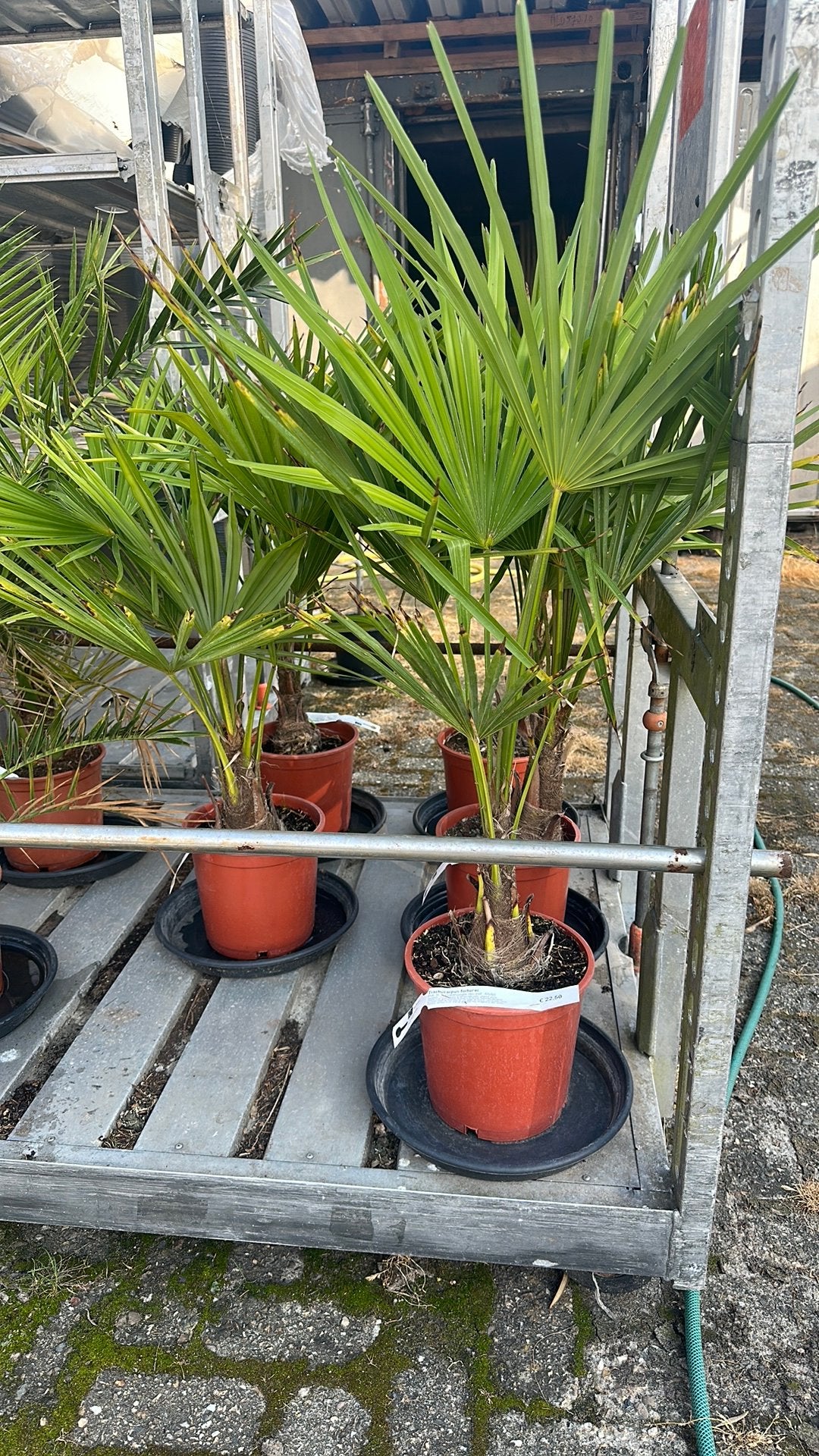 mediterrane planten, Ophalen