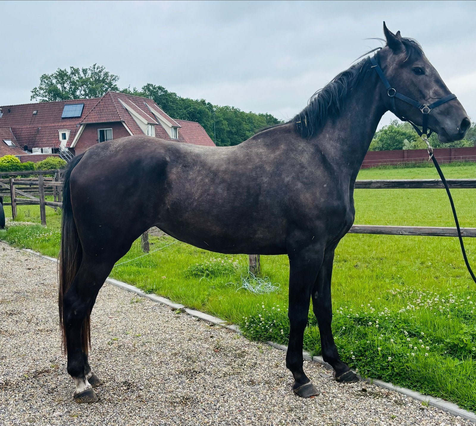 3 jarige spring gefokte merrie, Dieren en Toebehoren, Merrie, Springpaard, Met stamboom, Onbeleerd