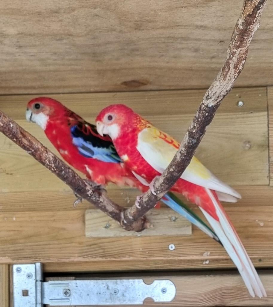 Mooi koppel rosellas broedrijp, Meerdere dieren, Parkiet