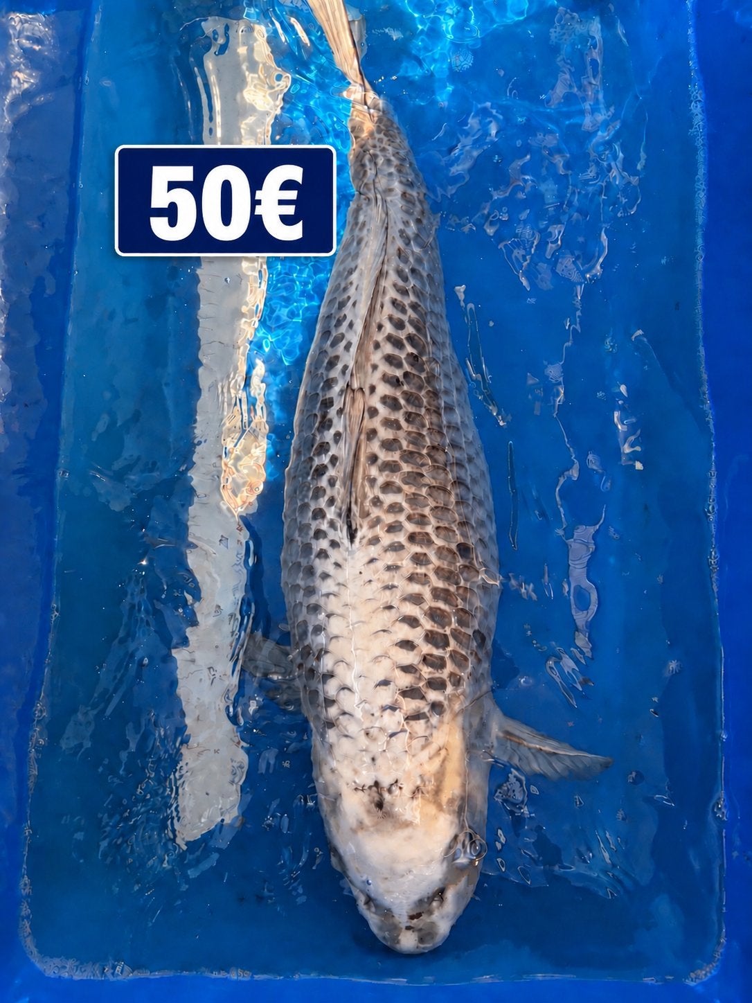 Mooie koikarpers te koop i.v.m beeindiging hobby, Karper of Koi