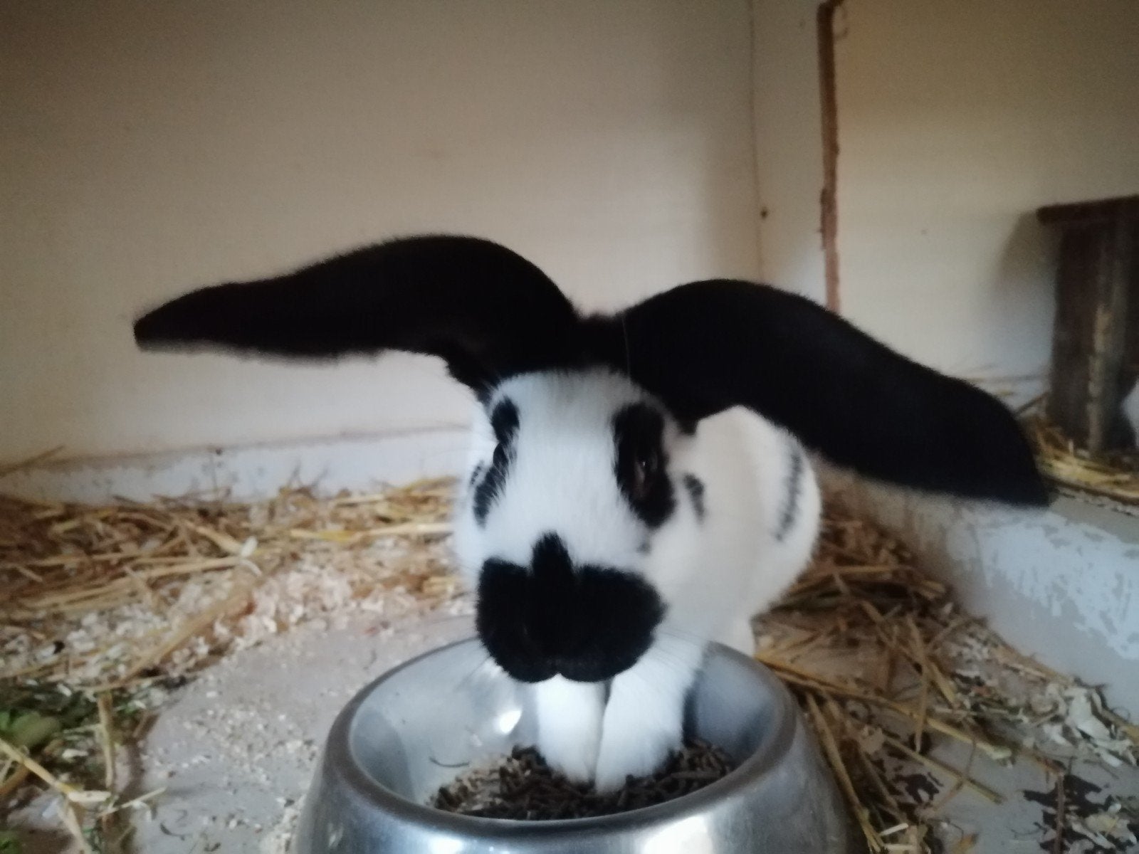 lotharinger rammetje, Mannelijk, Groot, 0 tot 2 jaar