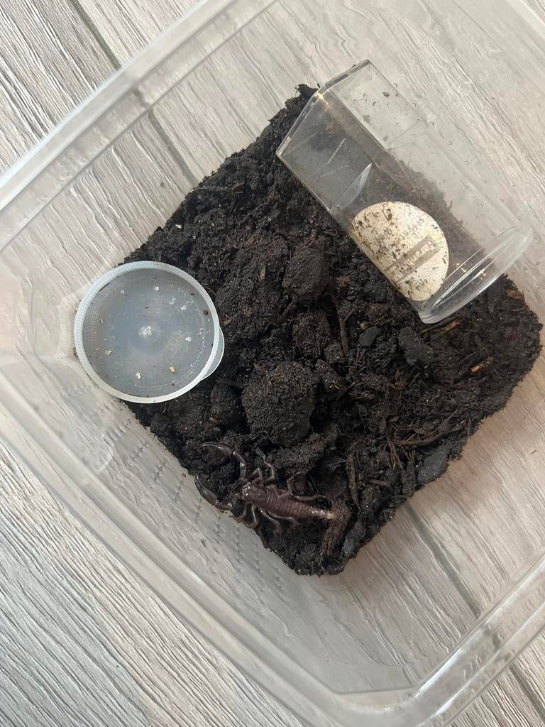 Heterometrus cyaneus, Dieren en Toebehoren, Spin of Schorpioen