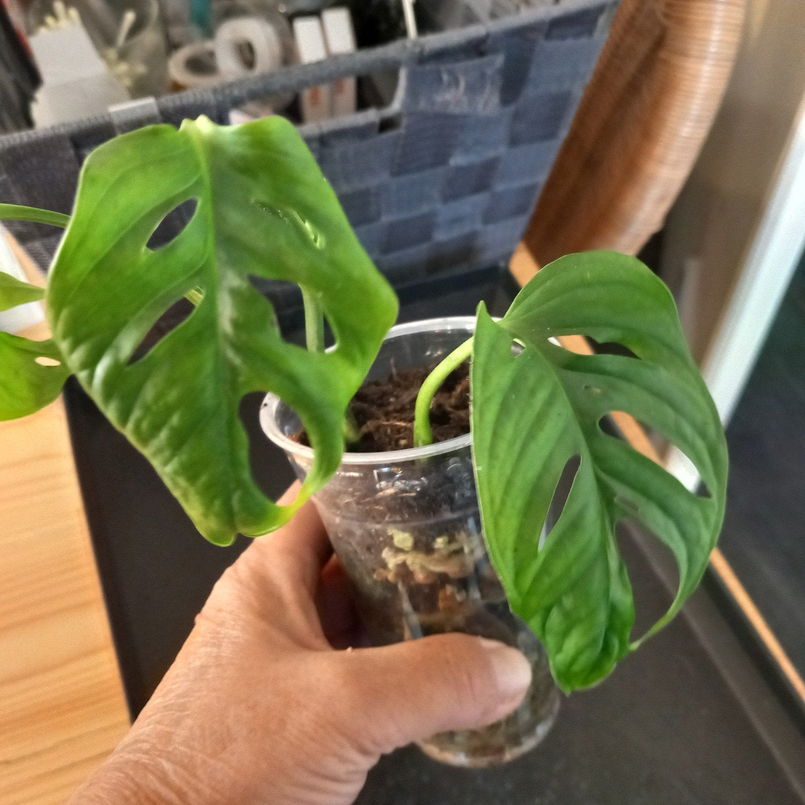 Monstera adansonii stek nr 18, Huis en Inrichting, Kamerplanten, Ophalen of Verzenden, Halfschaduw, Minder dan 100 cm