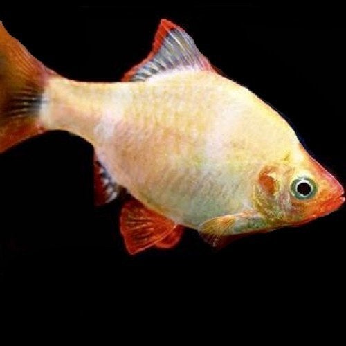 1x albino sumatraan 3cm gratis af halen, Vis, Zoetwatervis, Schoolvis