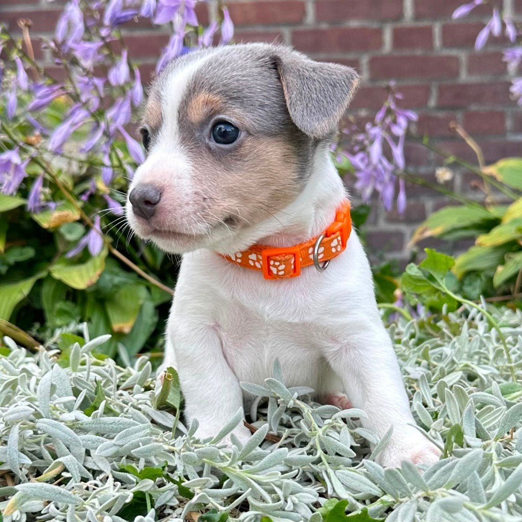 Blauwe Jack Russell Puppy's Super lief & schattig Blue & Tan, Parvo, Jack Russell Terriër, 8 tot 15 weken, Meerdere