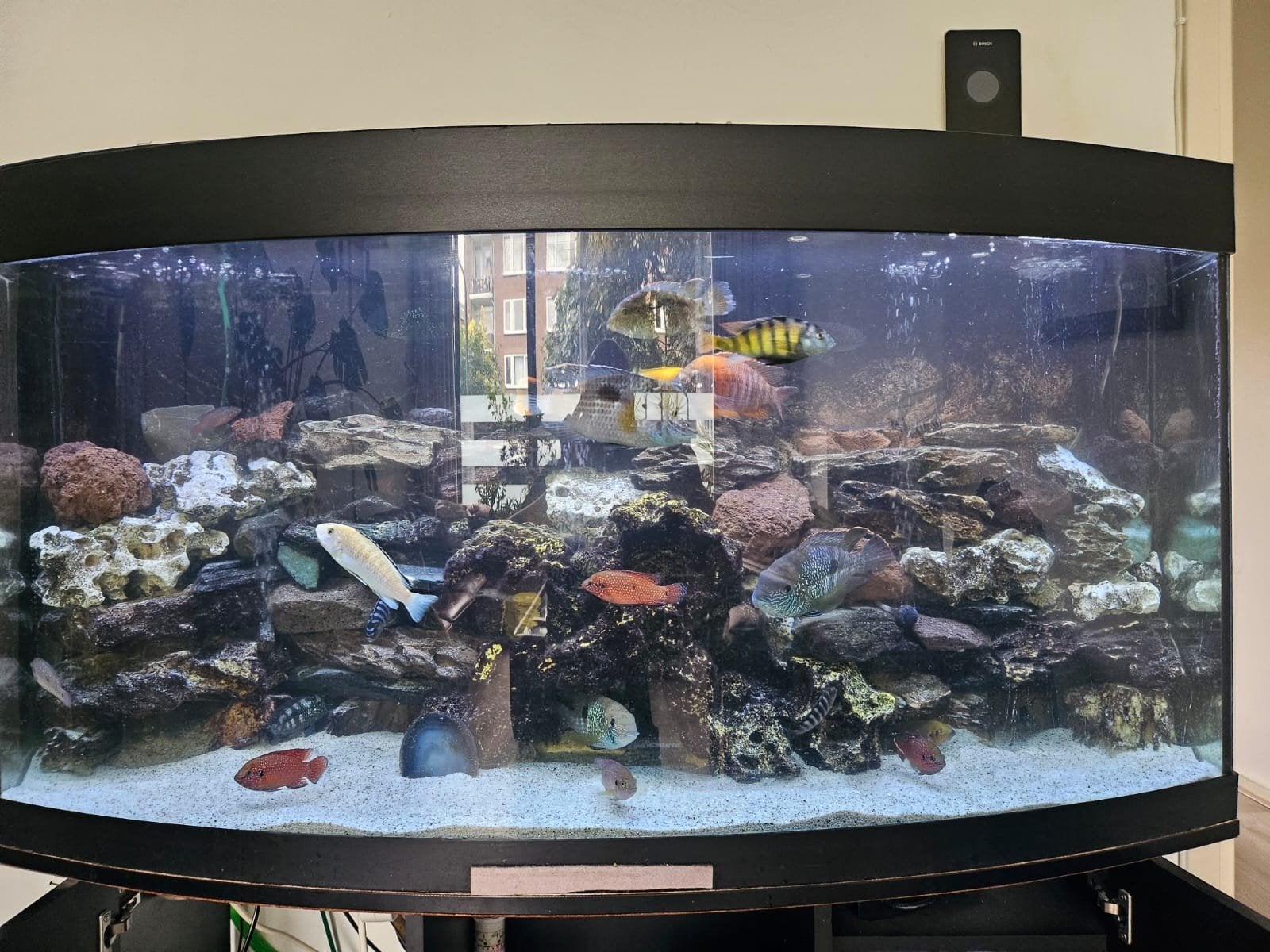 Aquarium met vissen, Dieren en Toebehoren, Ophalen, Gevuld zoetwateraquarium