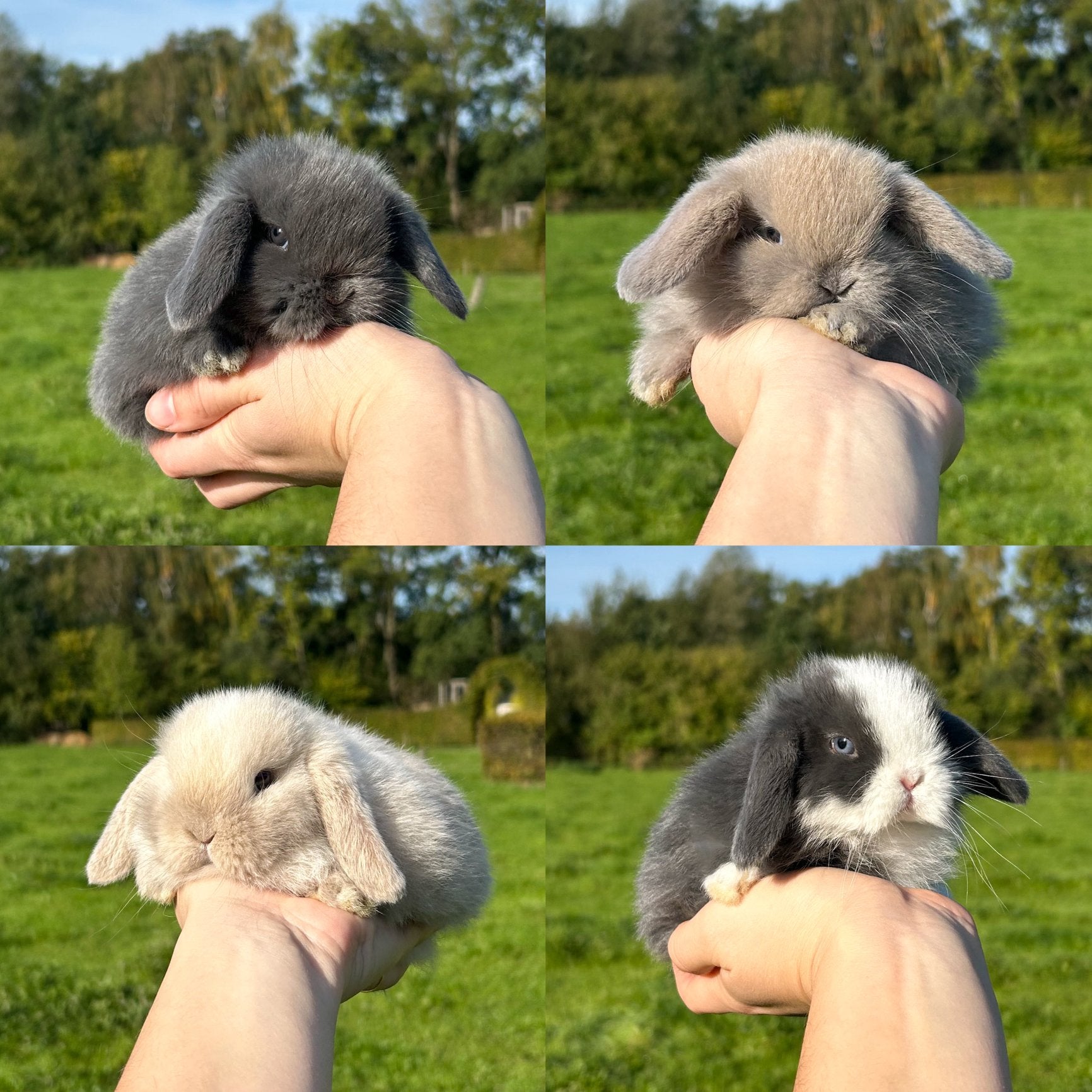 De liefste jonge konijntjes! Dwerg hangoor (Minilop/NHD), Meerdere dieren, Dwerg, Hangoor, 0 tot 2 jaar
