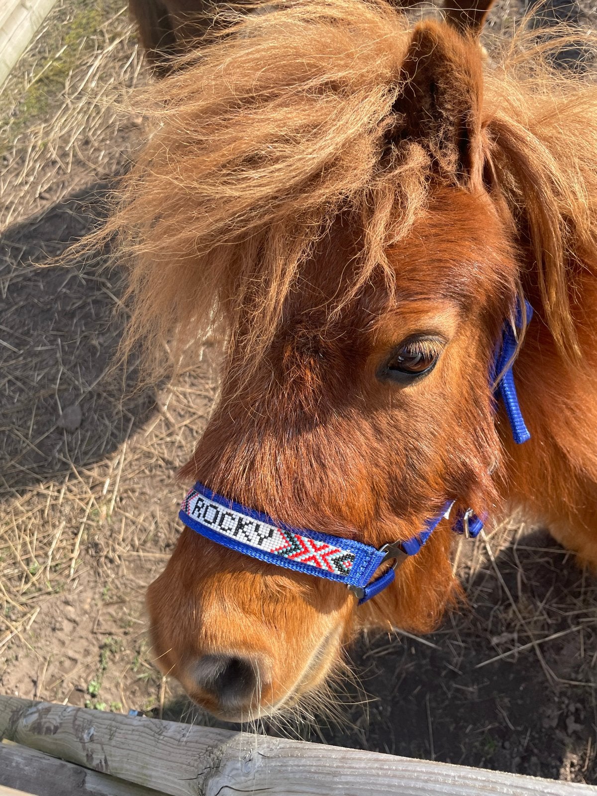 2 mini shetlanders, Dieren en Toebehoren, Pony's, Ruin, Niet van toepassing, A pony (tot 1.17m), 7 tot 10 jaar