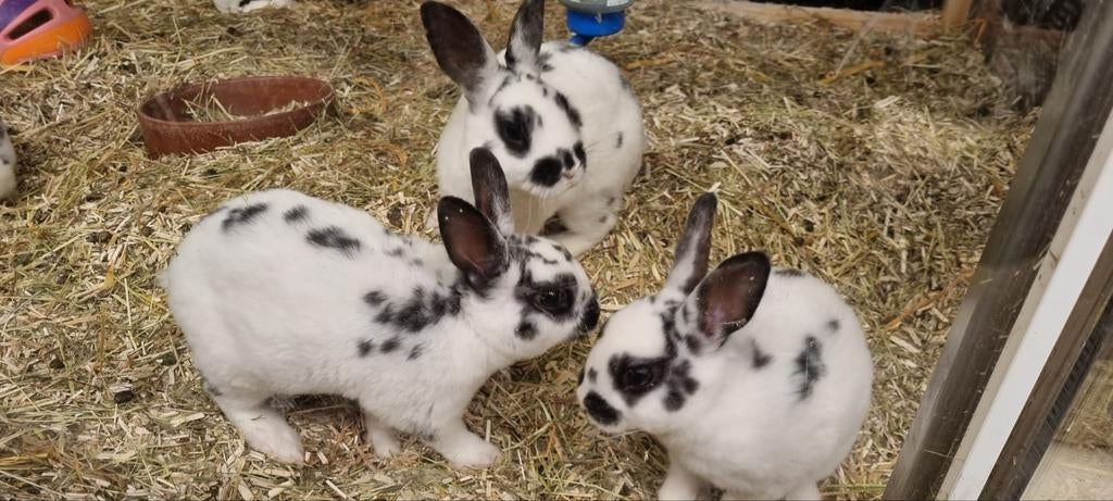 Dalmatiër konijn, Dieren en Toebehoren, Konijnen, Meerdere dieren, Klein, 0 tot 2 jaar