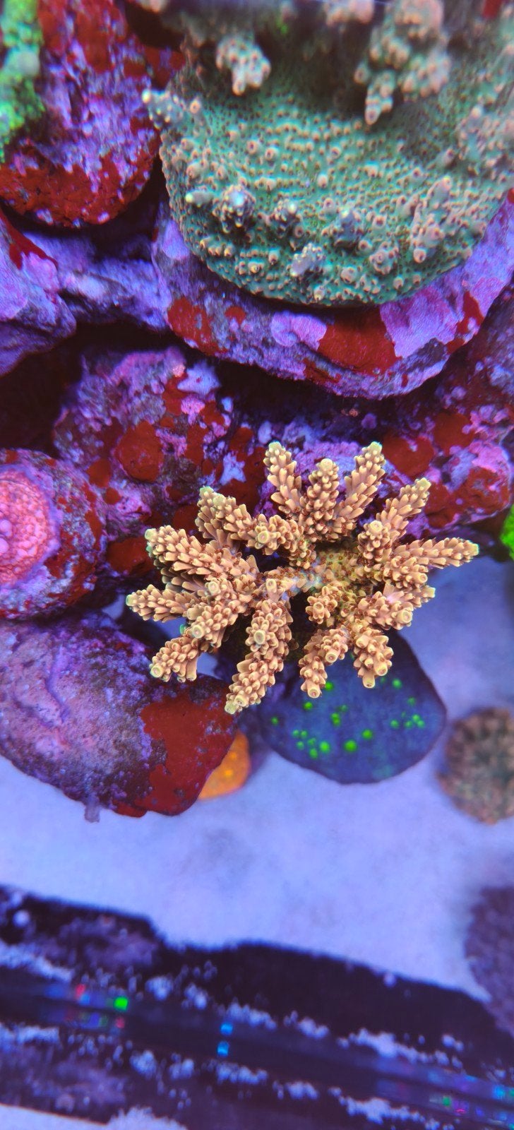 Acropora koraal frags stekken SPS zeeaquarium tekoop te ruil, Dieren en Toebehoren, Vissen | Aquariumvissen, Overige typen