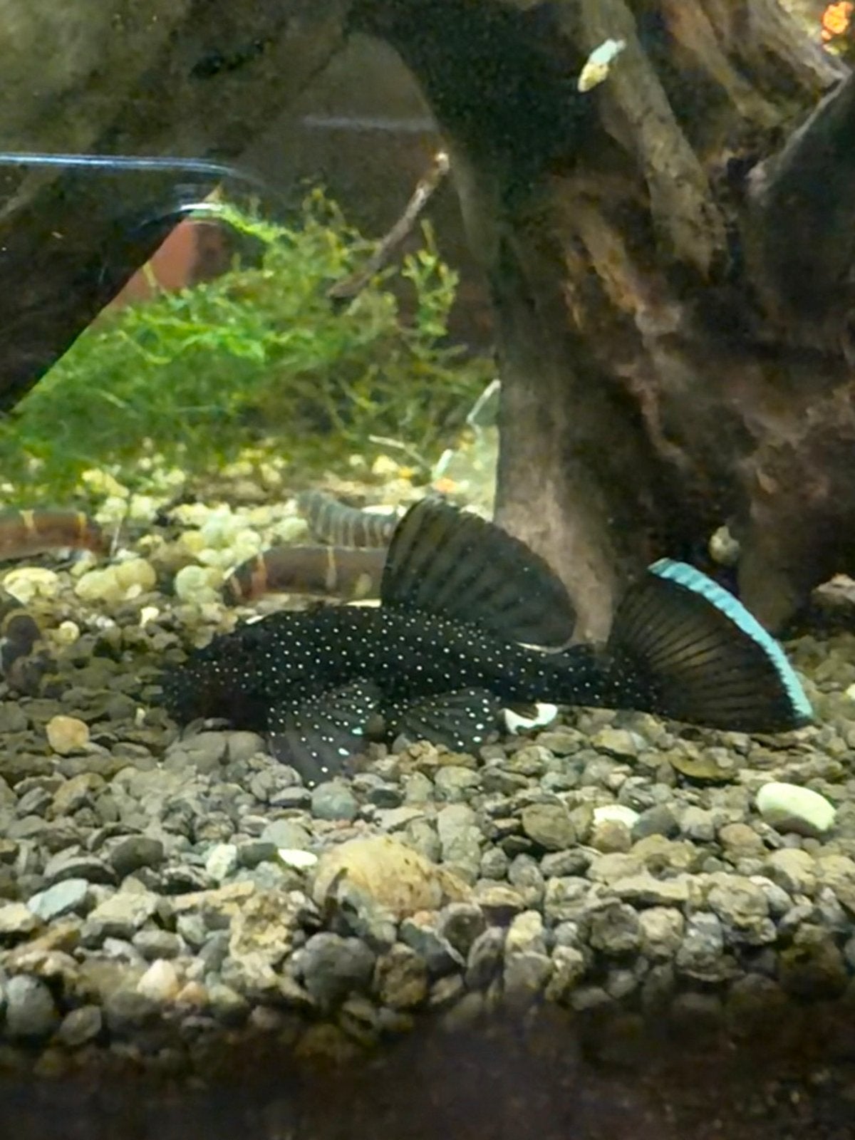 L181 peppermint pleco, Vis, Zoetwatervis