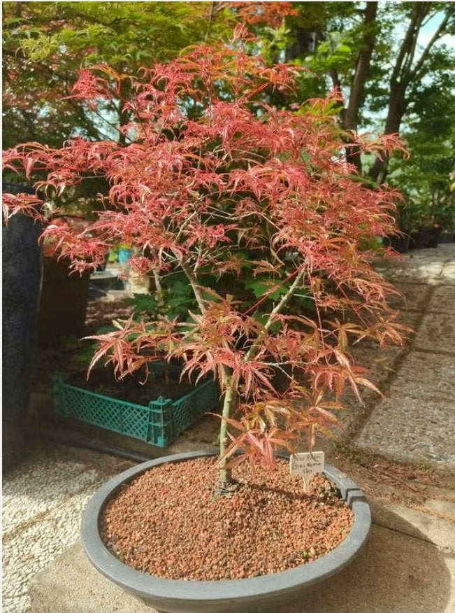 Bonsai Acer Palmatum Beni komachi, Vaste plant, Bloeit niet, Halfschaduw, Ophalen
