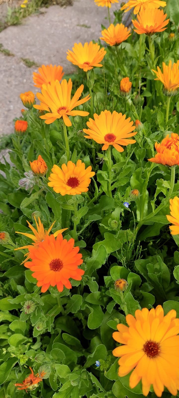 Calendula officinalis - Goudsbloem zaden, Ophalen of Verzenden, Gehele jaar, Volle zon, Zaad