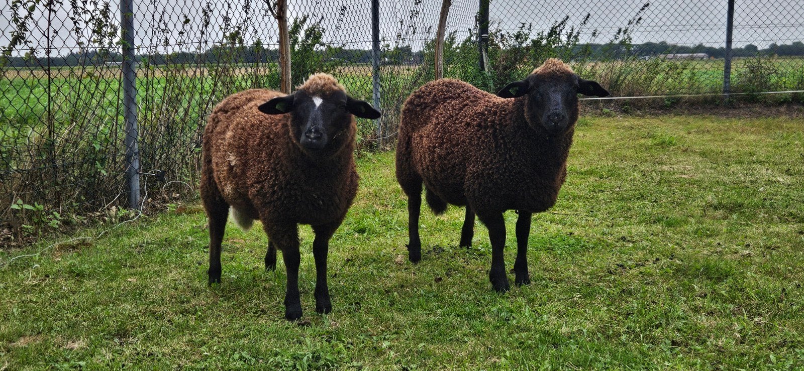 2 Ooilammeren, kruising Devon and Cornwall x Dorper, Dieren en Toebehoren, Vrouwelijk, Schaap, 0 tot 2 jaar