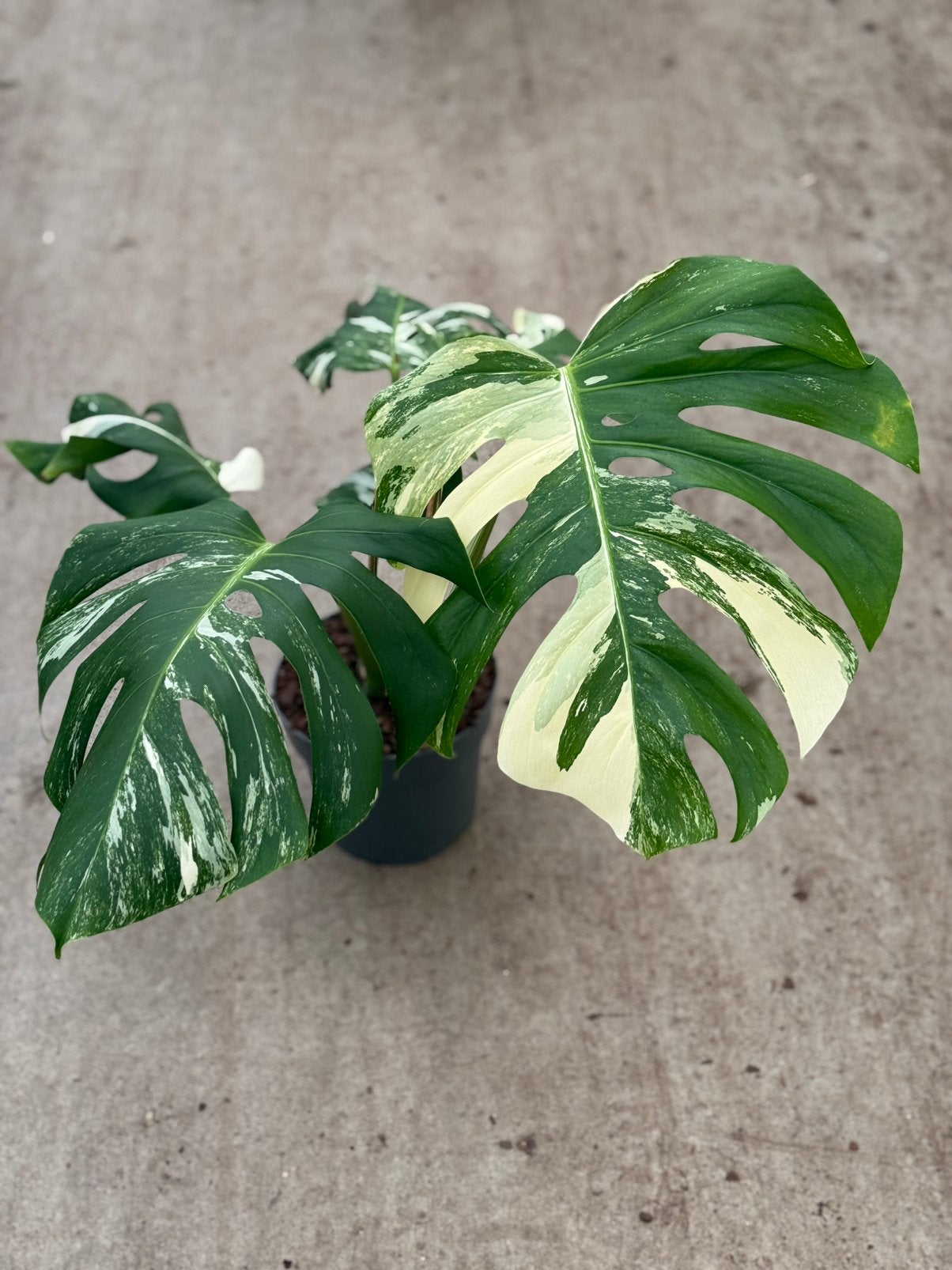 Monstera Albo Variegata, Ophalen of Verzenden, Halfschaduw, Minder dan 100 cm