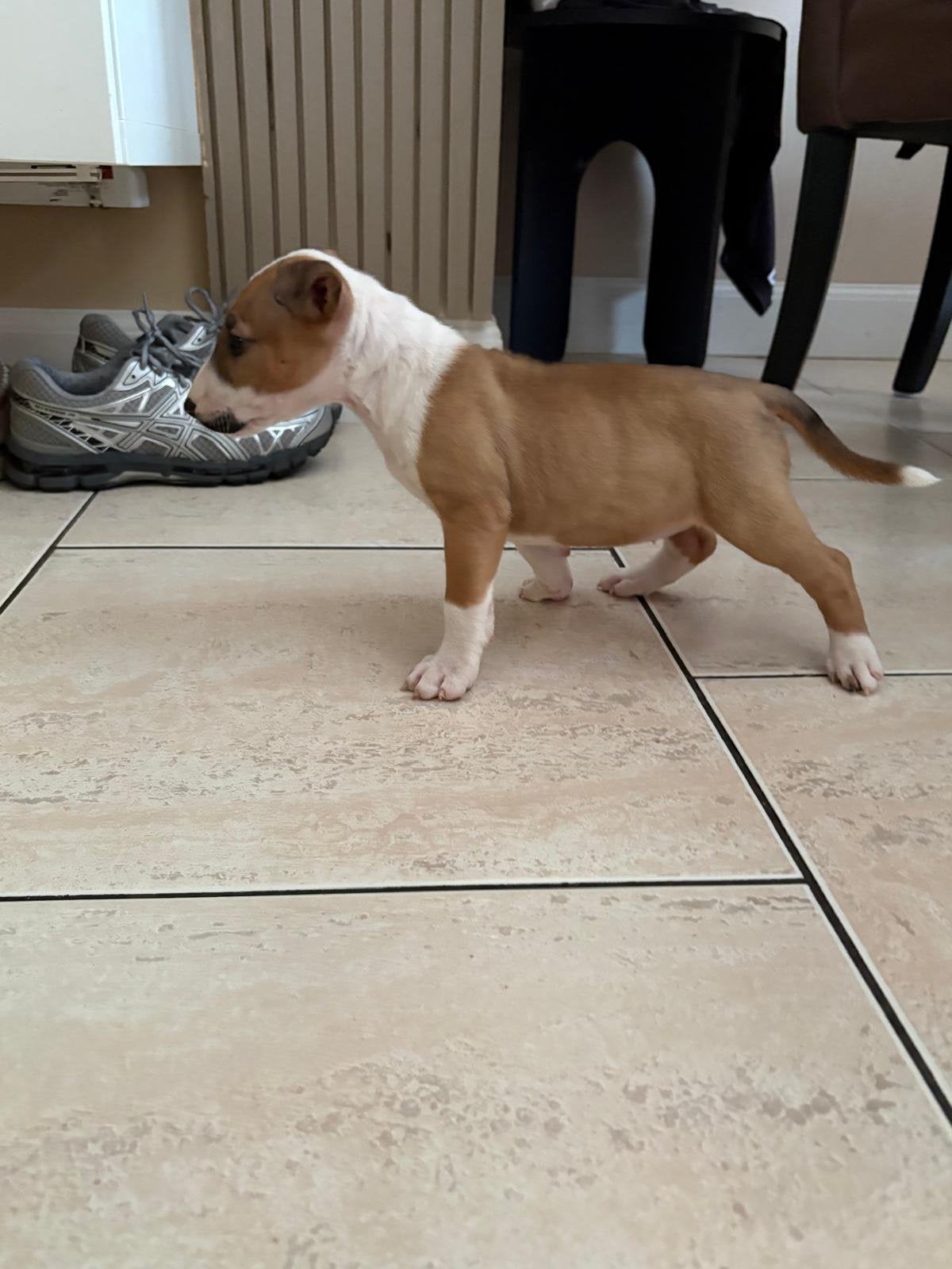 Engelse bullterrier pups, Jack Russell Terriër, CDV (hondenziekte), 8 tot 15 weken, Meerdere