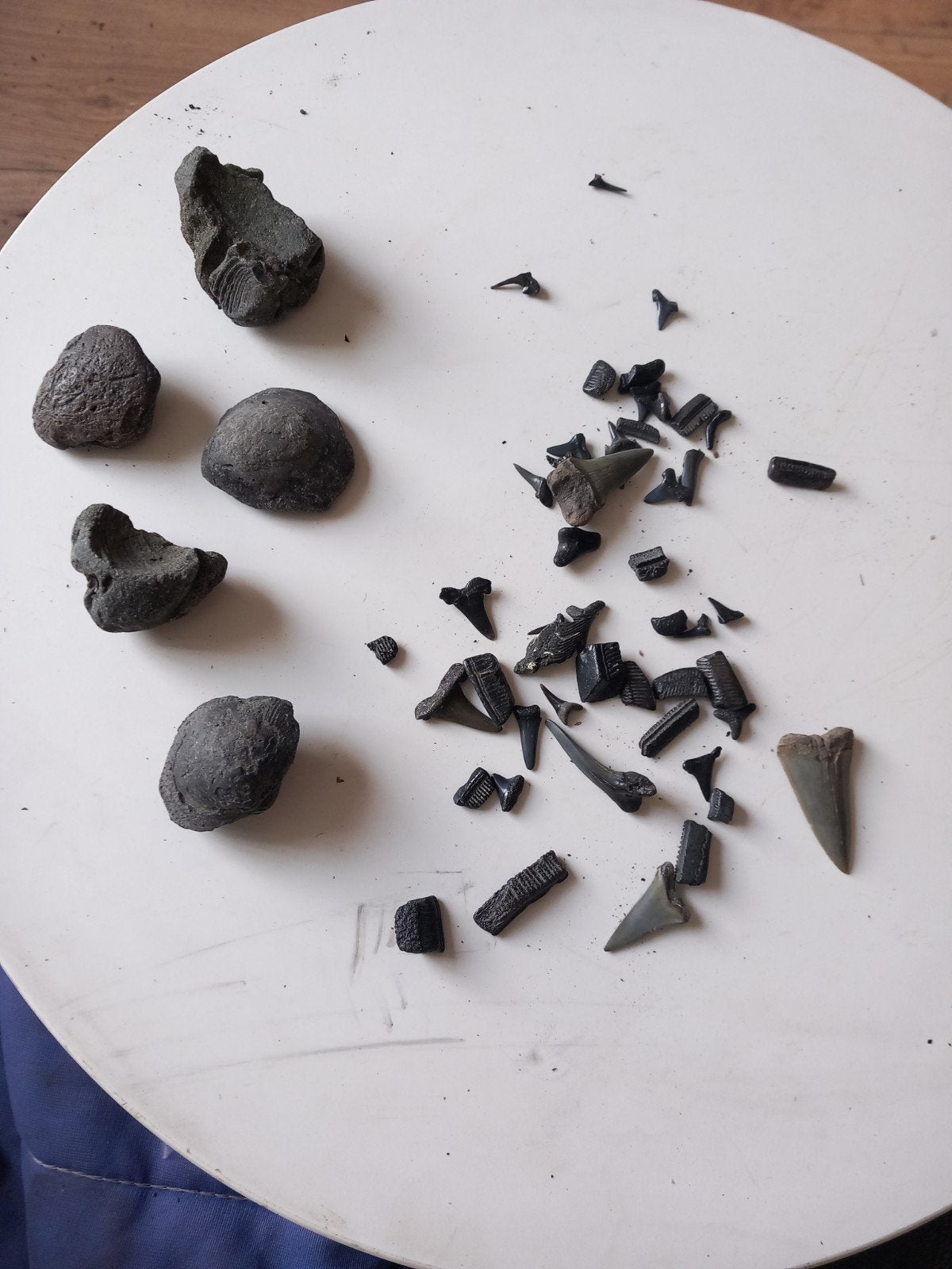 leuk setje haaientanden roggetanden en versteende schelpen, Ophalen of Verzenden, Schelp(en)