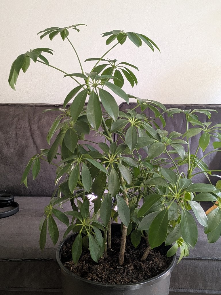 Grote Schefflera / vingerboom kamerplant, Ophalen, Overige soorten, Halfschaduw, Minder dan 100 cm