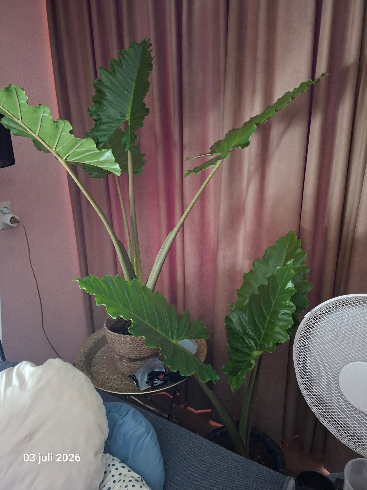 Mooie Alocasia stek van 40cm,, Ophalen, Halfschaduw, Minder dan 100 cm