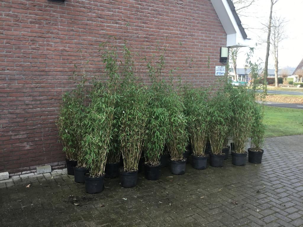Fargesia nitida Winter Joy, niet woekerende bamboe!!!, Ophalen, Bamboe, Haag, 100 tot 250 cm