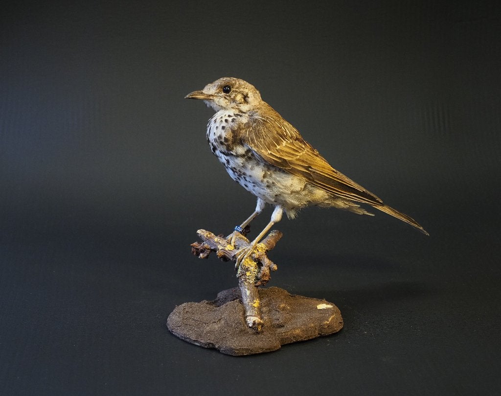 Opgezette grote Lijster, Verzamelen, Ophalen of Verzenden, Nieuw, Vogel, Opgezet dier
