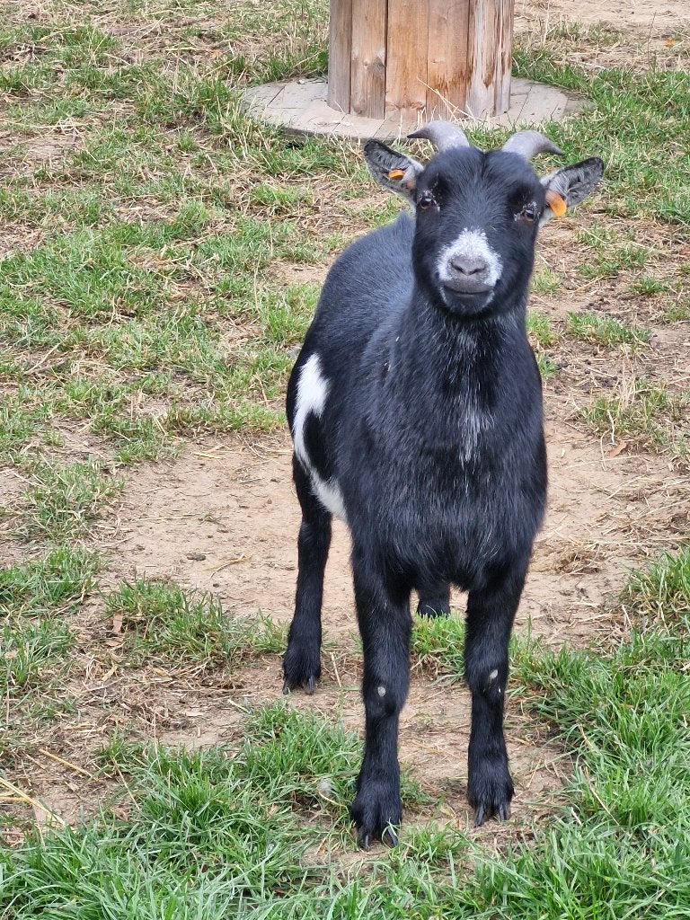 Geit bokje gecastreerd, Dieren en Toebehoren, Schapen, Geiten en Varkens, Mannelijk, Geit, 3 tot 5 jaar