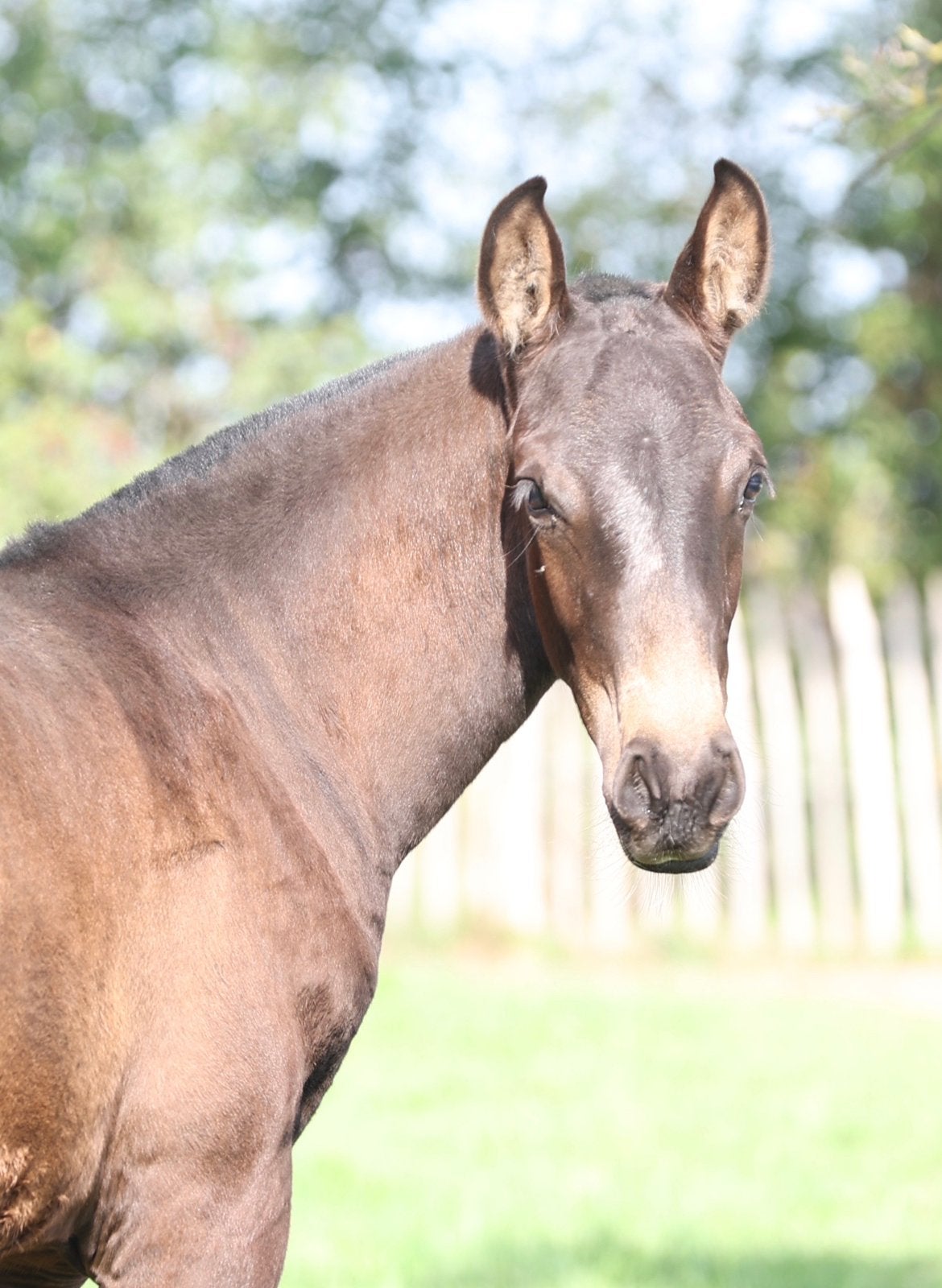 Lusitano hengstveulen, Met stamboom, Minder dan 160 cm, Niet van toepassing, Dressuurpaard