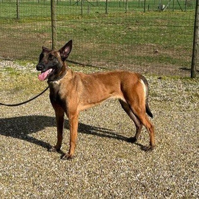 Mechelse herder teef, Dieren en Toebehoren, Honden | Herdershonden en Veedrijvers, 6 jaar of ouder, Teef, Eén hond, Nederland