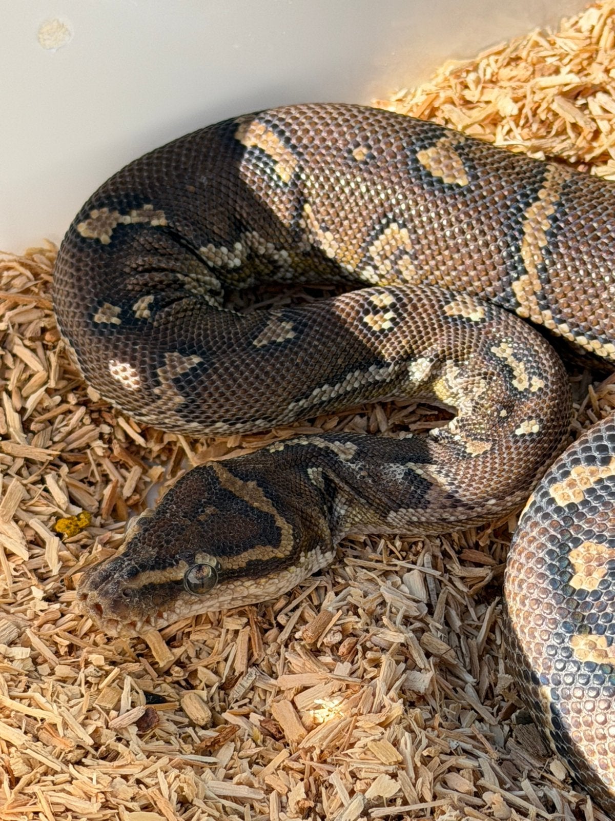 Angolese dwergpython 0.1 (vrouw 2021), Slang, 3 tot 6 jaar