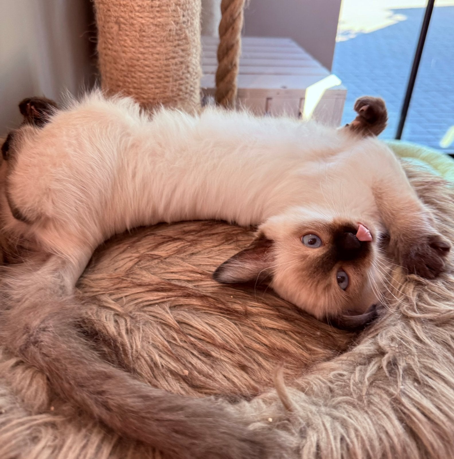 Ragdoll kittens met stamboom (mogen direct weg), Meerdere dieren, Met stamboom, 0 tot 2 jaar