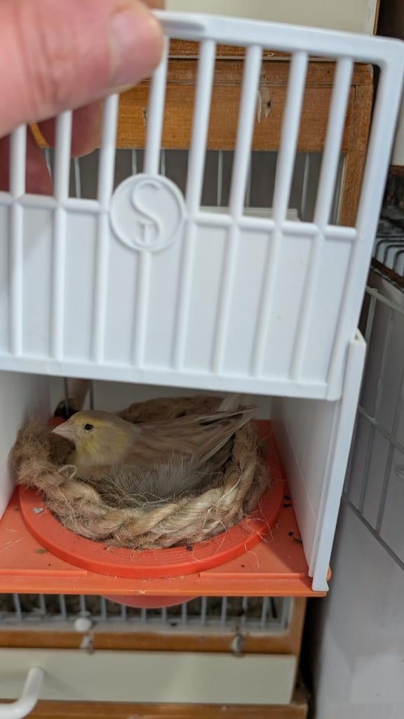 een koppel kanarie Opal, Ophalen of Verzenden, Nieuw