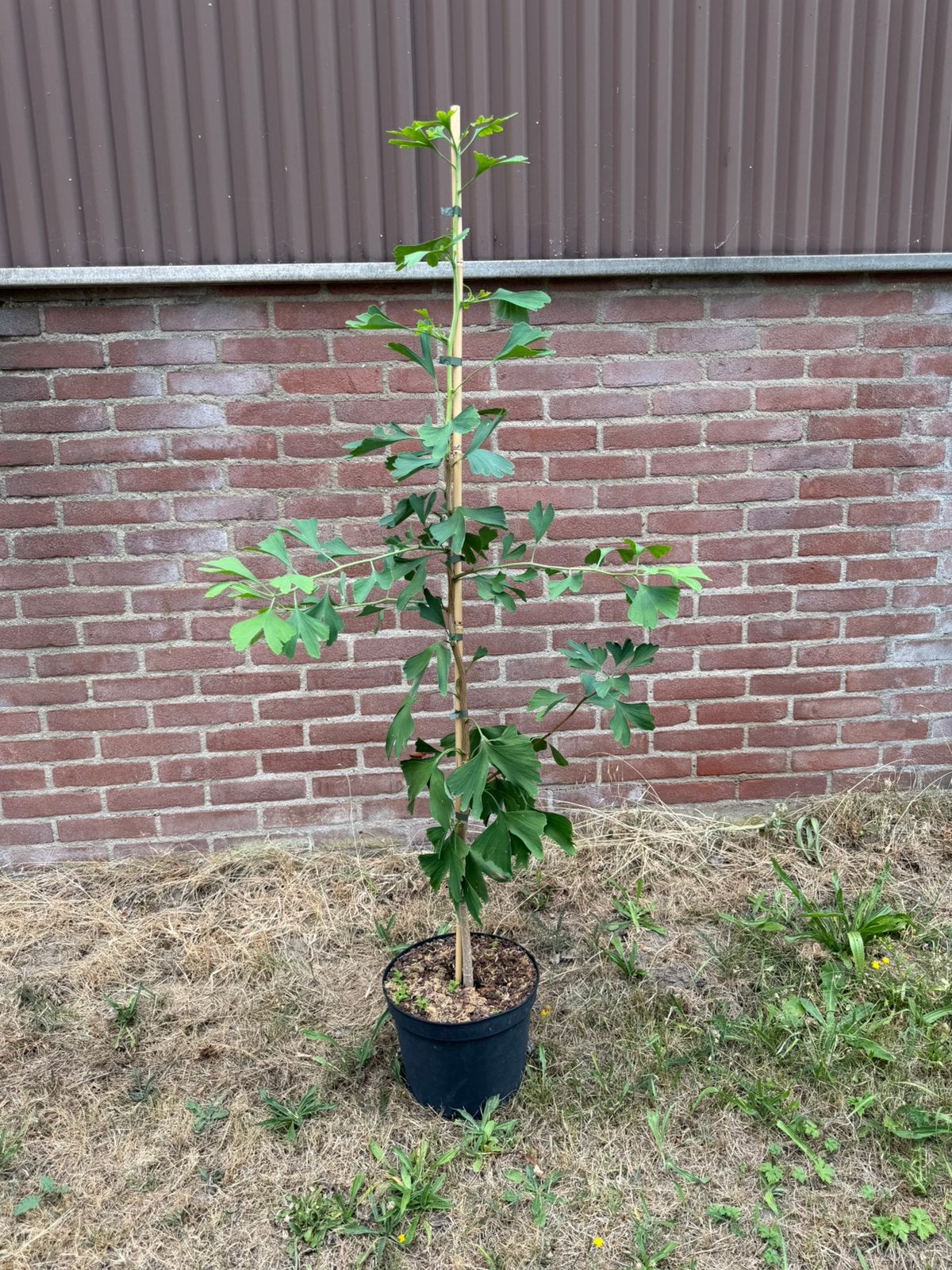 ginkgo biloba - japanse notenboom, Ophalen, 100 tot 250 cm, Overige soorten, Bloeit niet