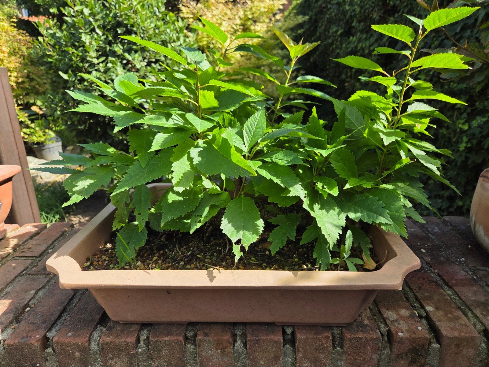 Bonsai Vlootstijl Zoete Kers, Ophalen, Volle zon, Vaste plant, Fruitplanten