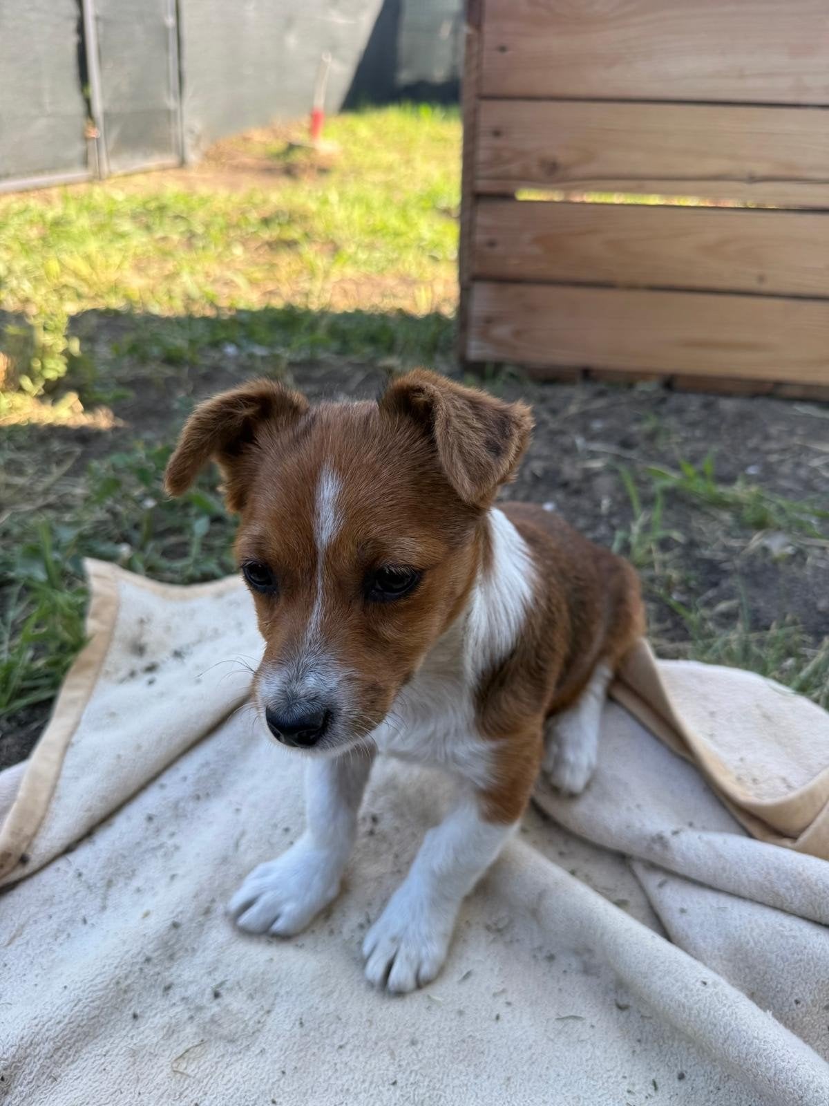 Puppy zoekt thuis, herplaatser, asielhond, Dieren en Toebehoren, Honden | Niet-rashonden, Particulier, 15 weken tot 1 jaar, Buitenland